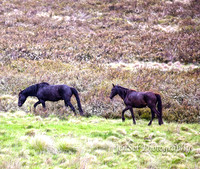 BrumbiesDec18_0075