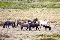 BrumbiesDec18_0001