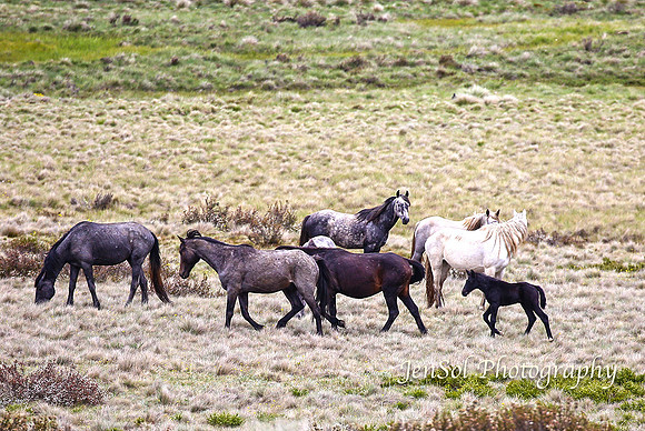 BrumbiesDec18_0001