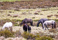 BrumbiesDec18_0016