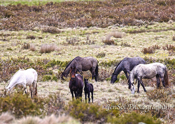 BrumbiesDec18_0016
