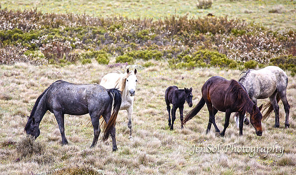 BrumbiesDec18_0031
