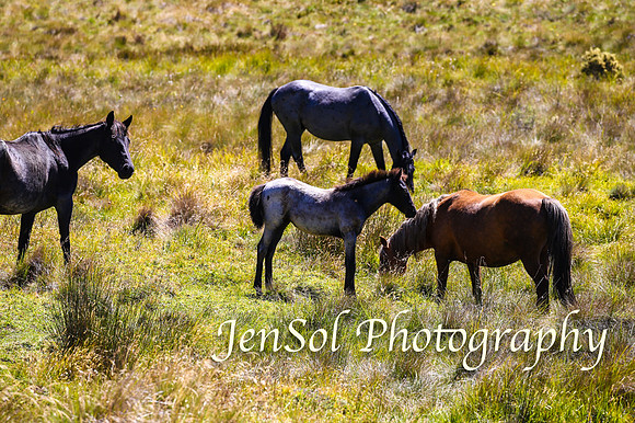 BrumbiesFeb17_2089