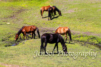 BrumbiesFeb17_1836