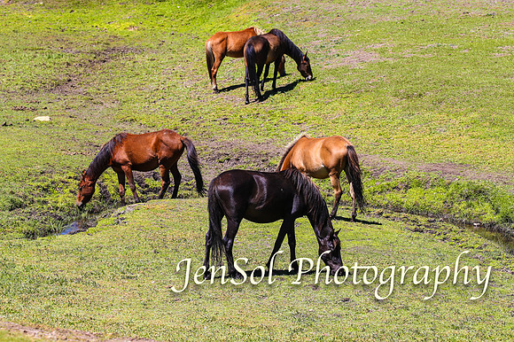 BrumbiesFeb17_1836