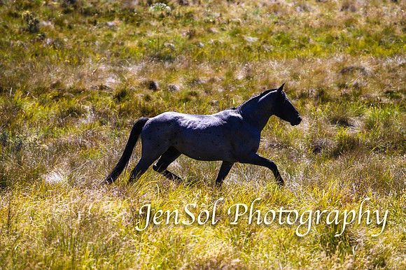 BrumbiesFeb17_2123