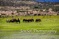 BrumbiesFeb17_1736