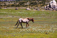 BrumbiesFeb17_1698
