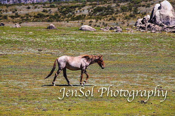 BrumbiesFeb17_1698