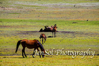 BrumbiesFeb17_1669