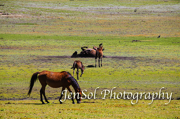 BrumbiesFeb17_1669
