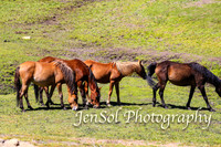 BrumbiesFeb17_1818