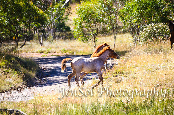 BrumbiesFeb17_1573