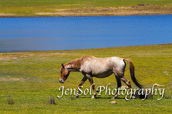 BrumbiesFeb17_2029