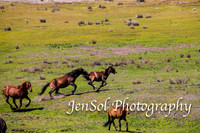 BrumbiesFeb17_1769