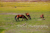 BrumbiesFeb17_1793