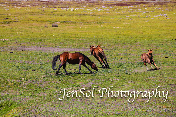 BrumbiesFeb17_1793