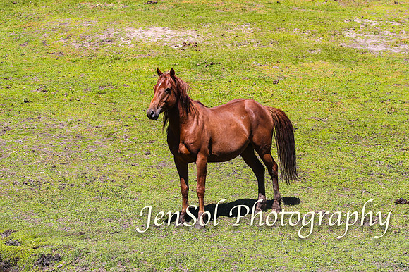 BrumbiesFeb17_1959