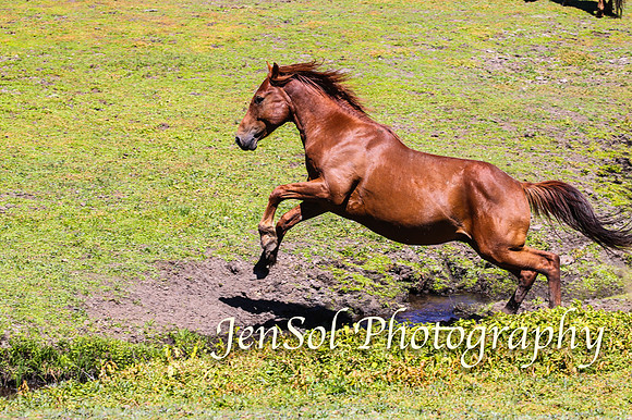 BrumbiesFeb17_1946