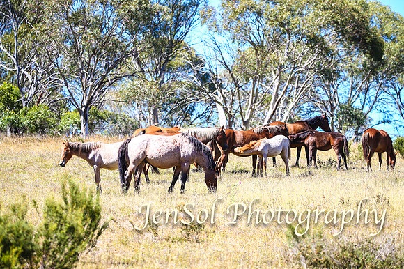 BrumbiesFeb17_1601