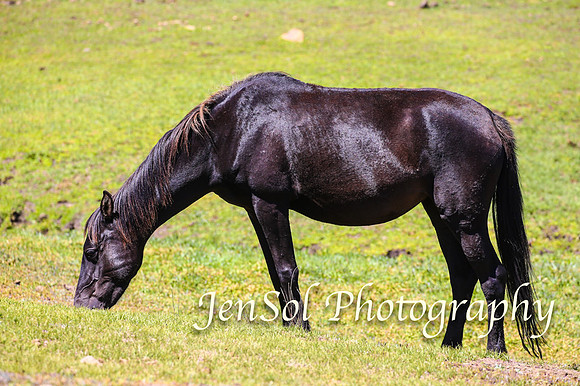 BrumbiesFeb17_1832