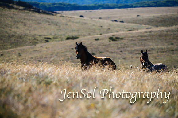 BrumbiesFeb17_1442
