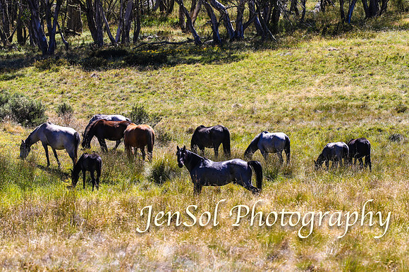 BrumbiesFeb17_2133