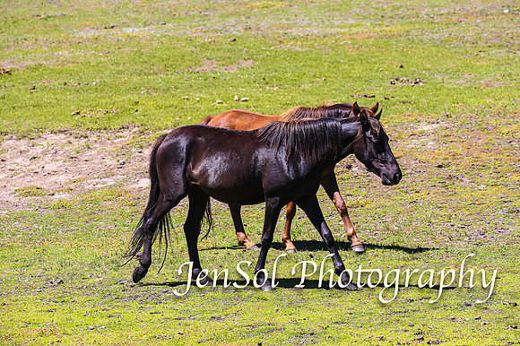 BrumbiesFeb17_1894