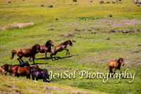 BrumbiesFeb17_1772