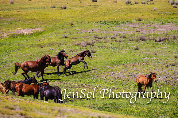 BrumbiesFeb17_1772