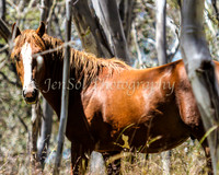 CurrangoJan12_One_0012