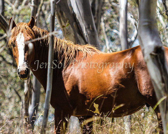 CurrangoJan12_One_0012