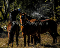 KosciMay2012_0028