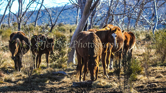KosciMay2012_0293