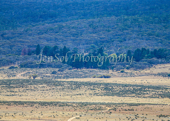 BullocksEaster2015_0045