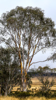 BullocksEaster2015_0016