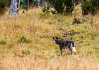 BullocksEaster2015_0057
