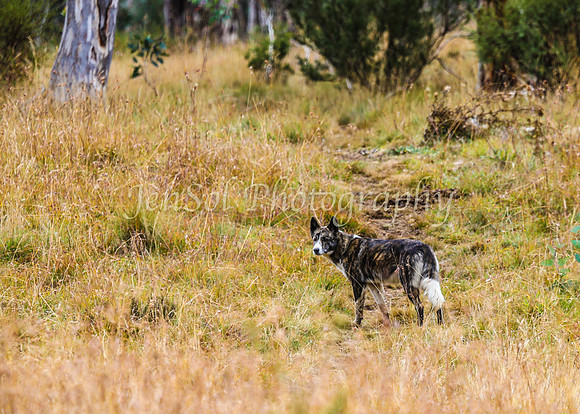 BullocksEaster2015_0057