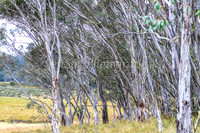 BullocksEaster2015_0009