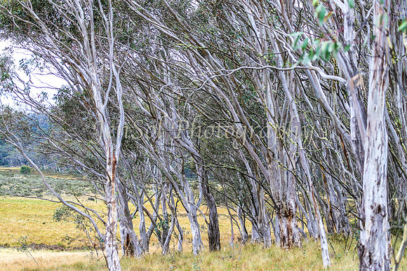BullocksEaster2015_0009