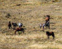 BullocksEaster2015_0085