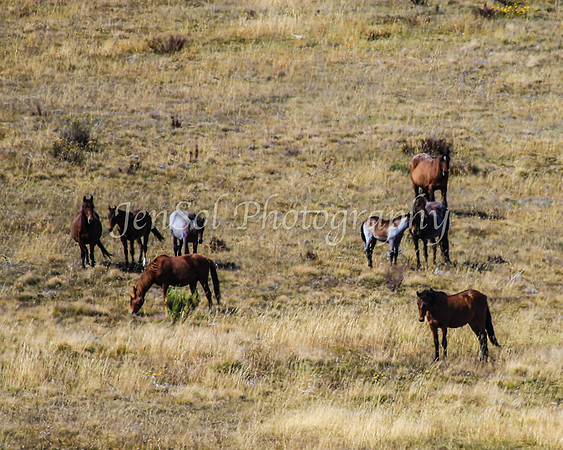BullocksEaster2015_0085