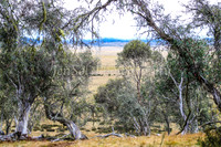 BullocksEaster2015_0005