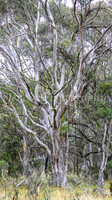 BullocksEaster2015_0015