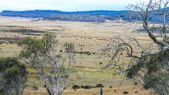 BullocksEaster2015_0006