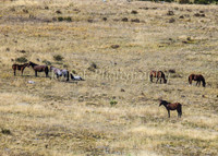 BullocksEaster2015_0077