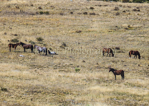 BullocksEaster2015_0077