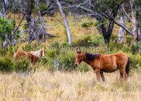 BullocksEaster2015_0062