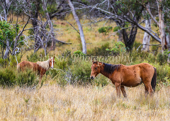 BullocksEaster2015_0062