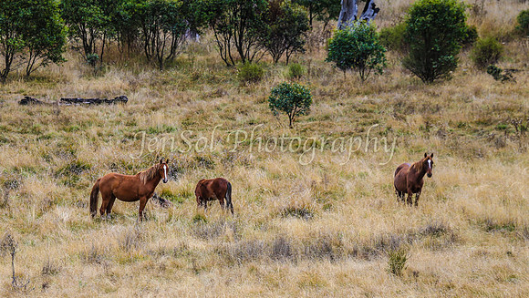 BullocksEaster2015_0024